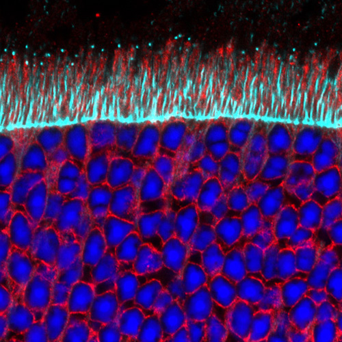 Photoreceptors labeled with phalloidin (cyan), calnexin antibody (red), and dapi (blue)