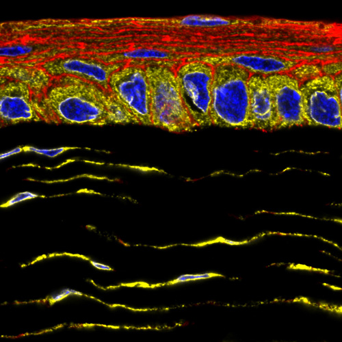 Cornea labeled with phalloidin (red), DAPI (blue), and calnexin antibody (yellow)